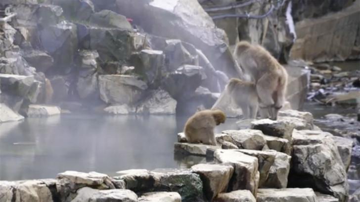 Macaques du Japon